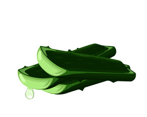 Aloe vera slice isolated on white. Vector illustration cartoon design.