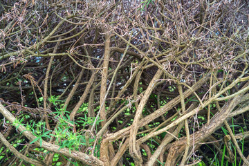 Tree branches close up nature background with view of the blurred green field