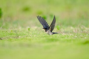 swallow closeup on grass