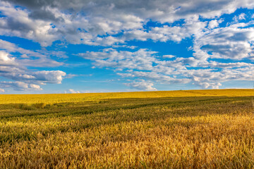 Hot summer day in the countryside. Yellow wheat field in july. Agricultural concept, landscape in highland, Vysocina Czech Republic