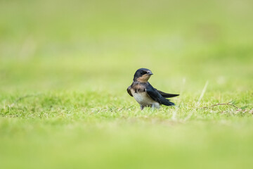 swallow stood on the grass