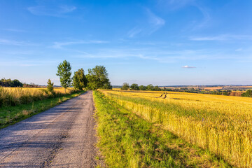 Naklejka premium Asphalt road in the countryside. Yellow wheat field in july. Agricultural concept, landscape in highland, Vysocina Czech Republic