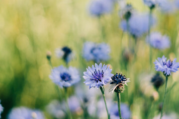 Close up photo of wild field flowers. sustainable meaningful lifestyle.