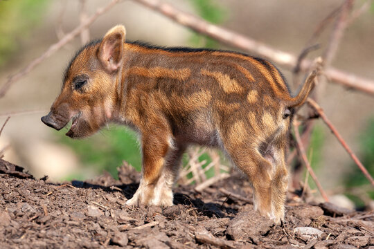 Young African Red River Hog (Potamochoerus porcus)