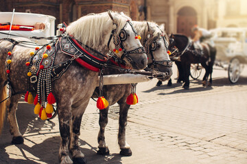 Decorated horses with carriages in old town of Krakow, Poland in summer, tourist attraction