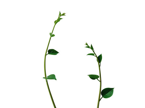 Ornamental plant isolated white background wiht clipping path.