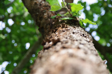 Beautiful green apple tree. Apple tree trunk view from bottom.