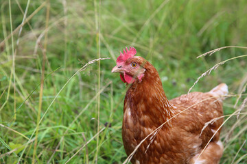 One young brown  hen, bird posing in green grass at free range yard, red comb on head.