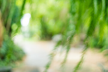 Obraz na płótnie Canvas Blur nature bokeh green garden with tropical leaf copy space.