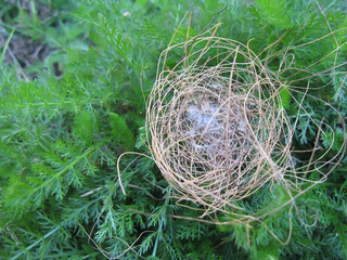 Abandoned birds nest on the ground, built rom  twigs