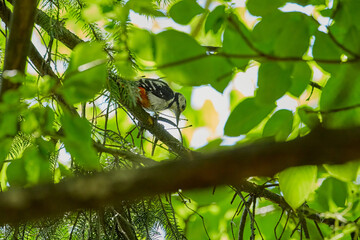 The  Great Spotted Woodpecker in the shade of fresh green trees in july, hokkaido, japan