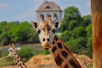 Giraffe Head in Zoological Garden in Prague. Colorful Picture of Beautiful Tall Mammal Looking in Czech Zoo with Building behind it.