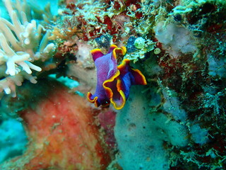 マレーシアの鮮やかな紫色のヒラムシ