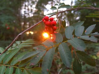 red berries on a tree