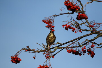 Redwing autumnal migrant collecting winter berries