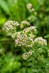 Flowering oregano, Origanum vulgare, culinary herb, curative plant