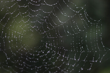 Naklejka premium cobwebs in water droplets on green macrophoto texture