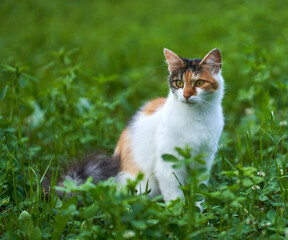 Naklejka na ściany i meble Norwegian forest cat in the grass