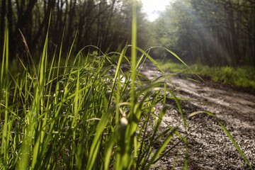 field, trees and road in the village, beautiful view of the forest and grass green juicy summer