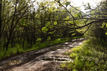 branches Birch trees and road in the village, beautiful view of the forest and grass green juicy summer