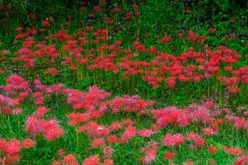 Spider lilies blooming in a beautiful green meadow