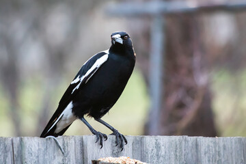 An Australian Magpie Sitting on a Fence