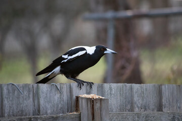 An Australian Magpie Sitting on a Fence