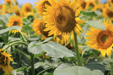 ヒメアカタテハが吸蜜に来ているヒマワリ畑