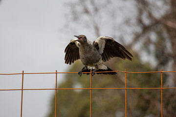 An Australian Magpie Sitting on a Fence flapping its wings