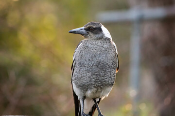 An Juvenile Australian Magpie Sitting on a Fence