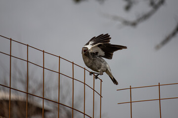 An Australian Magpie Sitting on a Fence singing