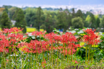 Red spider lilies and the city in the distance