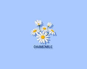 White daisy flower isolated on blue background vector illustration.