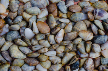 Fresh Wedge Shell (or scientific name is Donax Vittatus) from Digging for Seafood Cooking.