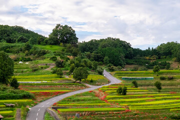 Rice fields, farm roads and spider lilies, a typical Japanese scene