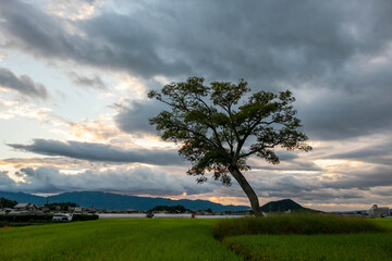 Evening clouds and strikingly shaped trees