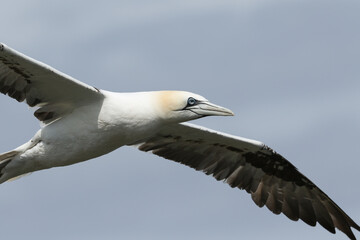 Fototapeta na wymiar A beautiful Gannet, Morus bassanus, flying along the coastline at Bempton Cliffs.