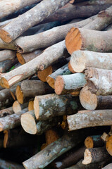 Pile of Wood Sticks for Firewood Used.