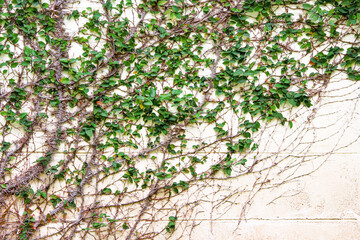 Green plants growing on old wall outdoor natural background