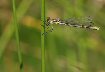 A pretty female Emerald Damselfly, Lestes sponsa, perched on a reed.