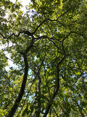 green leaves in the forest
