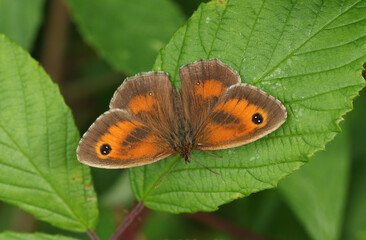 A beautiful Gatekeeper Butterfly, Pyronia tithonus, warming up with its wingspread on a leaf.