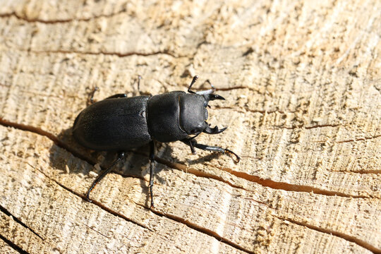 A Lesser Stag Beetle, Dorcus parallelipipedus, on a rotting log in woodland in the UK.