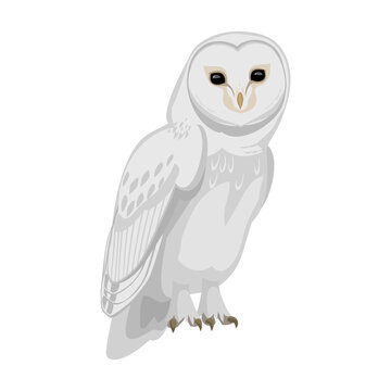Owl bird cartoon vector illustration of icon. .Vector icon of animal owl. Isolated cartoon illustration of bird animal on white background.