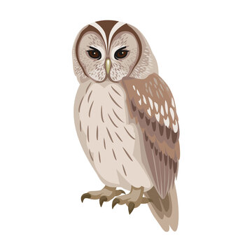 Owl bird cartoon vector illustration of icon. .Vector icon of animal owl. Isolated cartoon illustration of bird animal on white background.