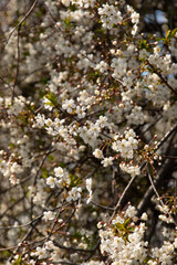 cherry flowers on a tree as a background