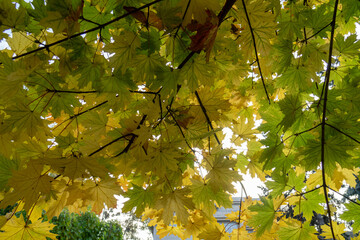Red Autumn maple leaves close-up and soft focus