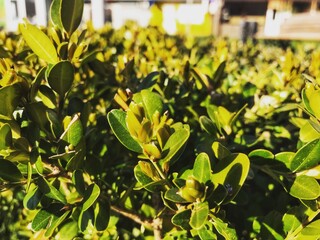 yellow flowers in the garden
