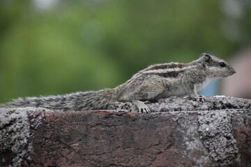 squirrel in the park
