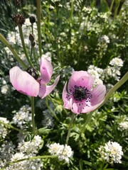 pink magnolia flower